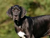 DOGUE ALLEMAND 880